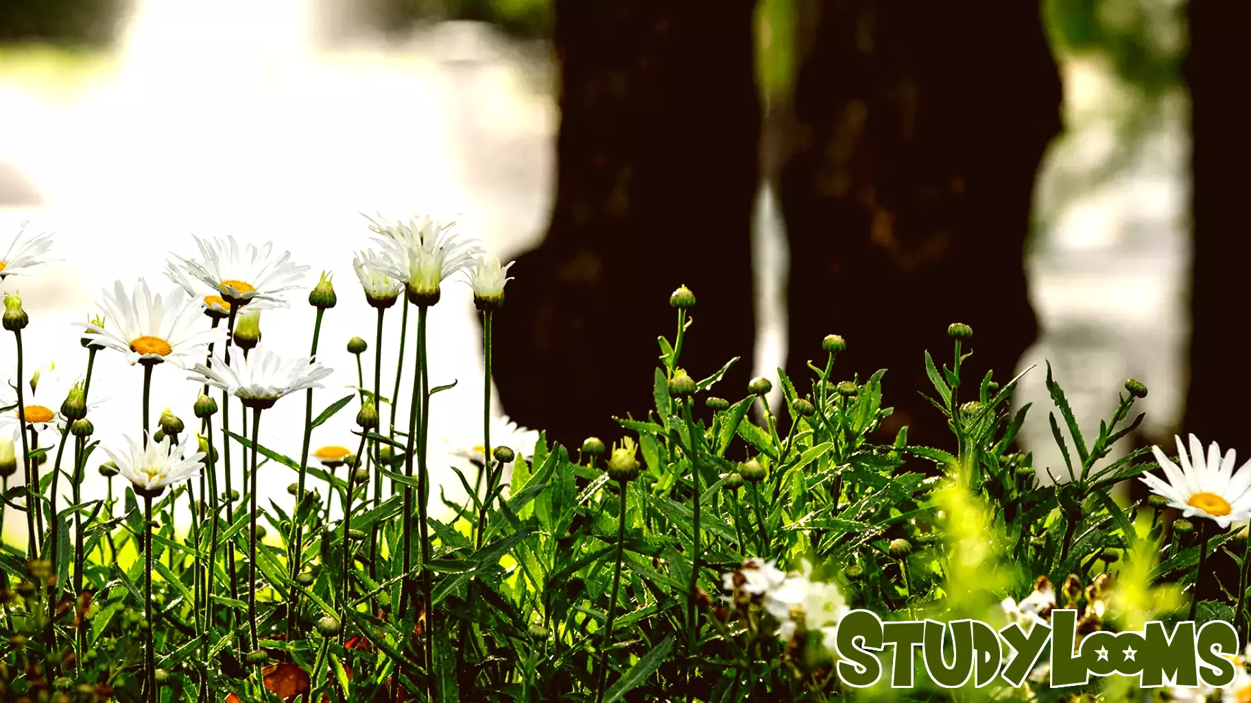 45 Students Honored as Seniors of Distinction by the College of Education and Human Sciences