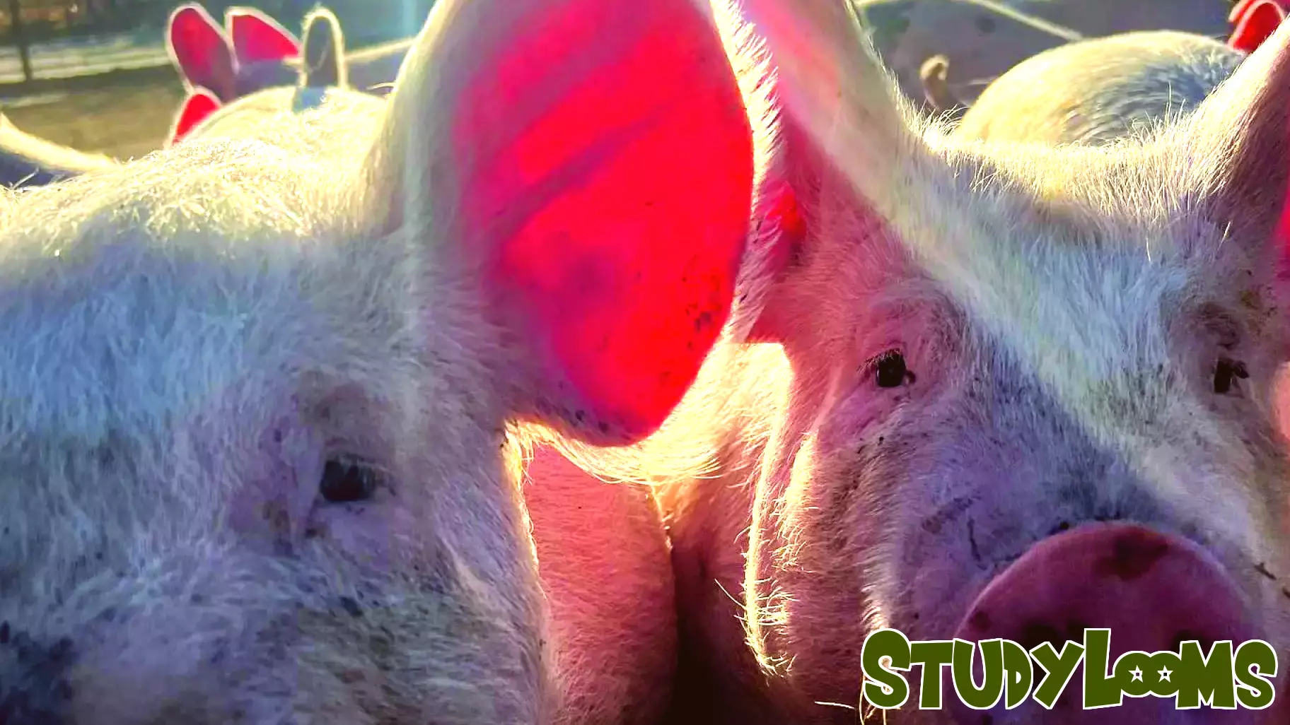 A Day in the Life at Nebraska’s The Hog Yard: A Whole-Hog Education