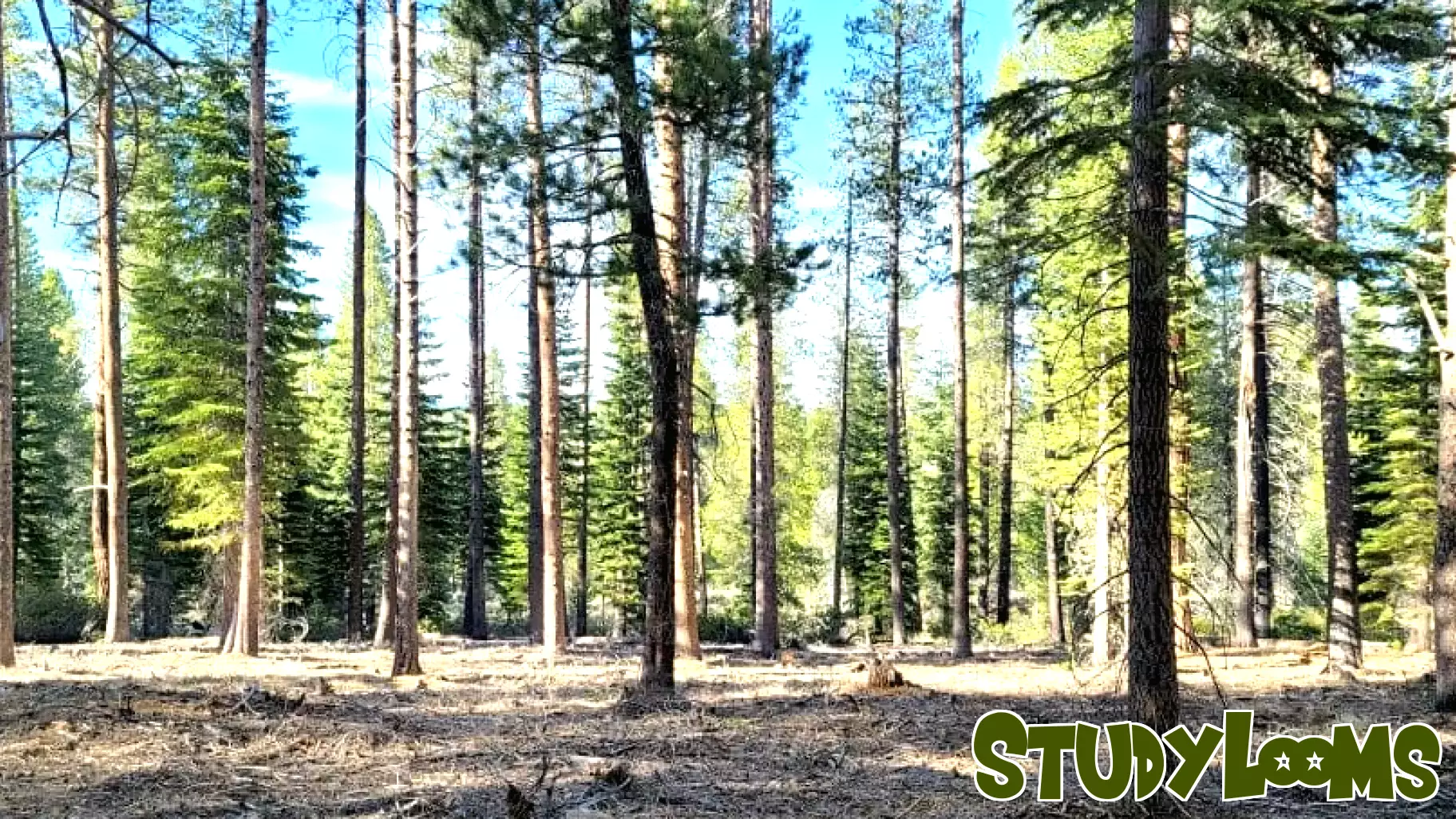 Community Gathers for Wildfire Awareness Day in Truckee