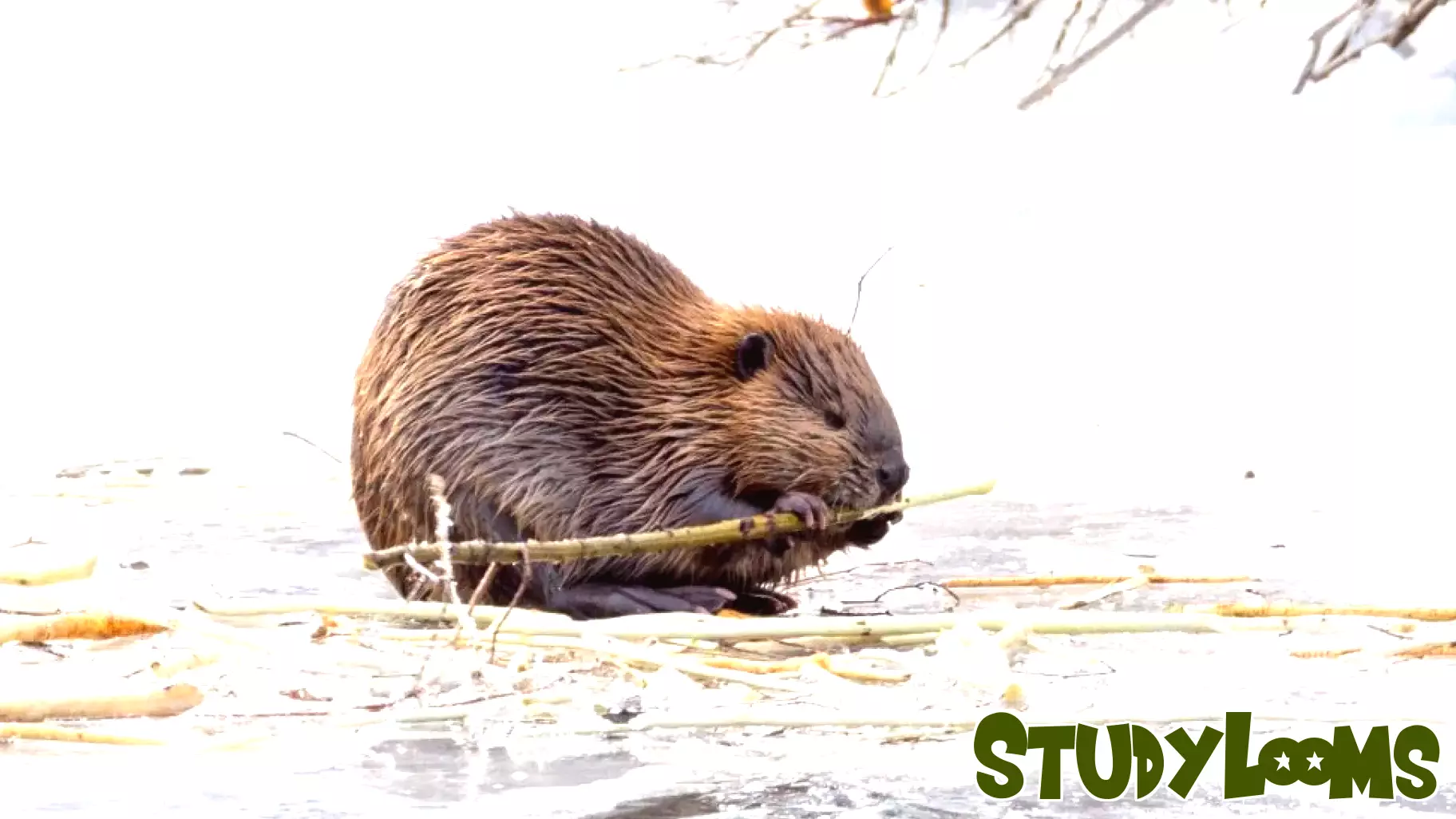 Community Initiatives Aim to Foster Coexistence with Beavers