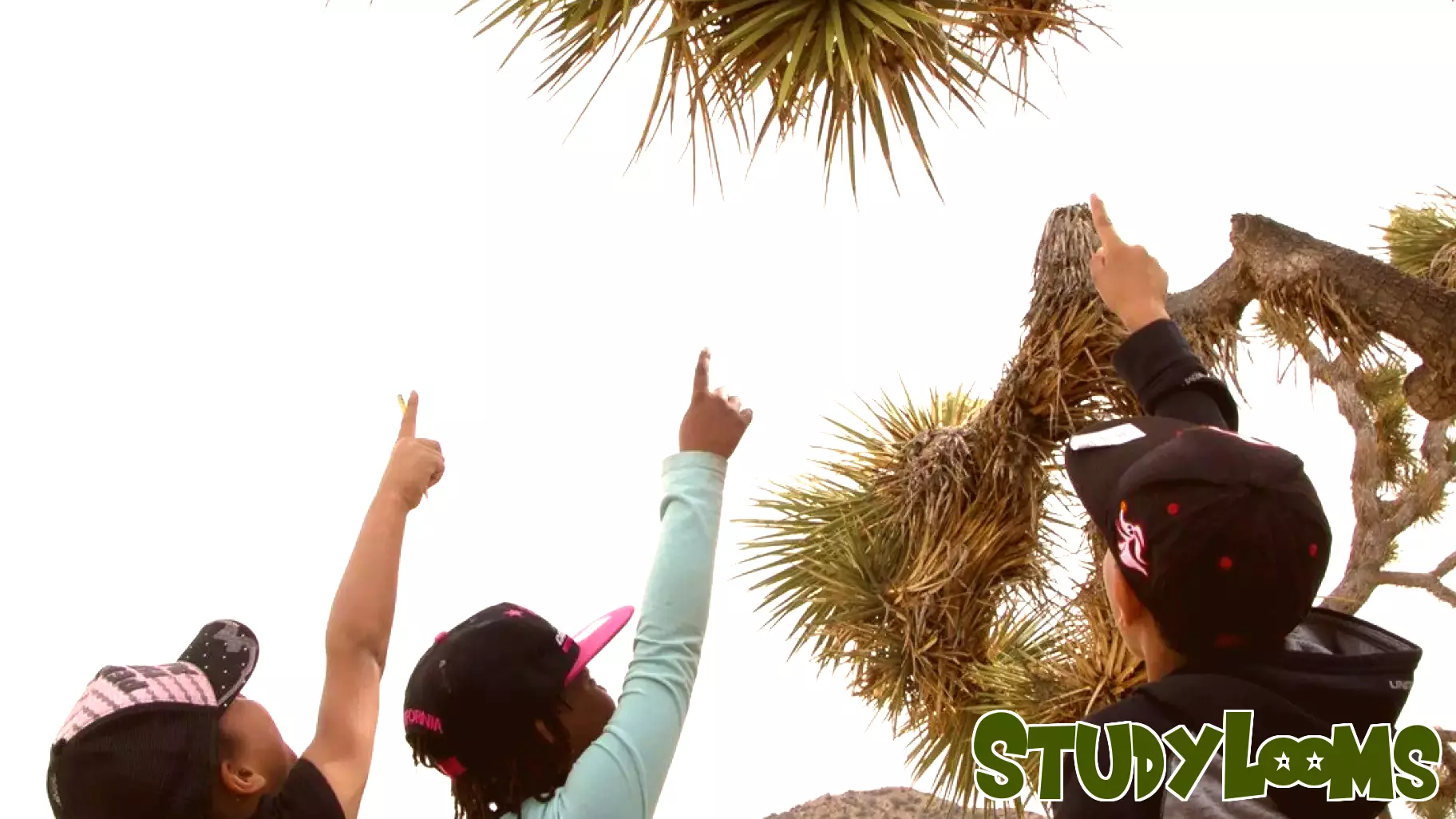 Partnership Enhances Outdoor Education at Joshua Tree National Park