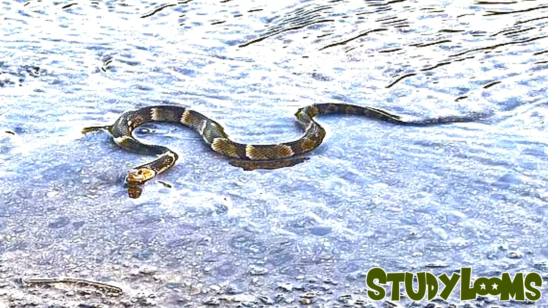 Staying Safe from Snakes in Arkansas: The Importance of Education