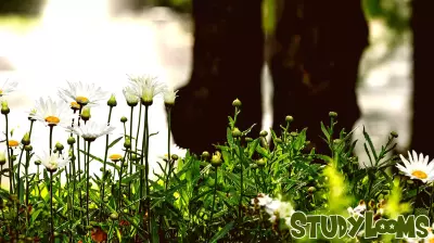 45 Students Honored as Seniors of Distinction by the College of Education and Human Sciences