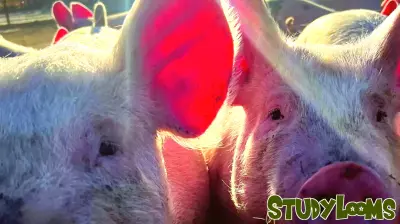 A Day in the Life at Nebraska’s The Hog Yard: A Whole-Hog Education