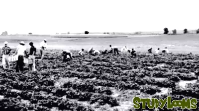 Celebrating a Century of Horticultural Advancement in Kentucky