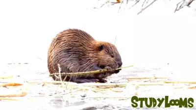 Community Initiatives Aim to Foster Coexistence with Beavers