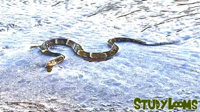 Staying Safe from Snakes in Arkansas: The Importance of Education